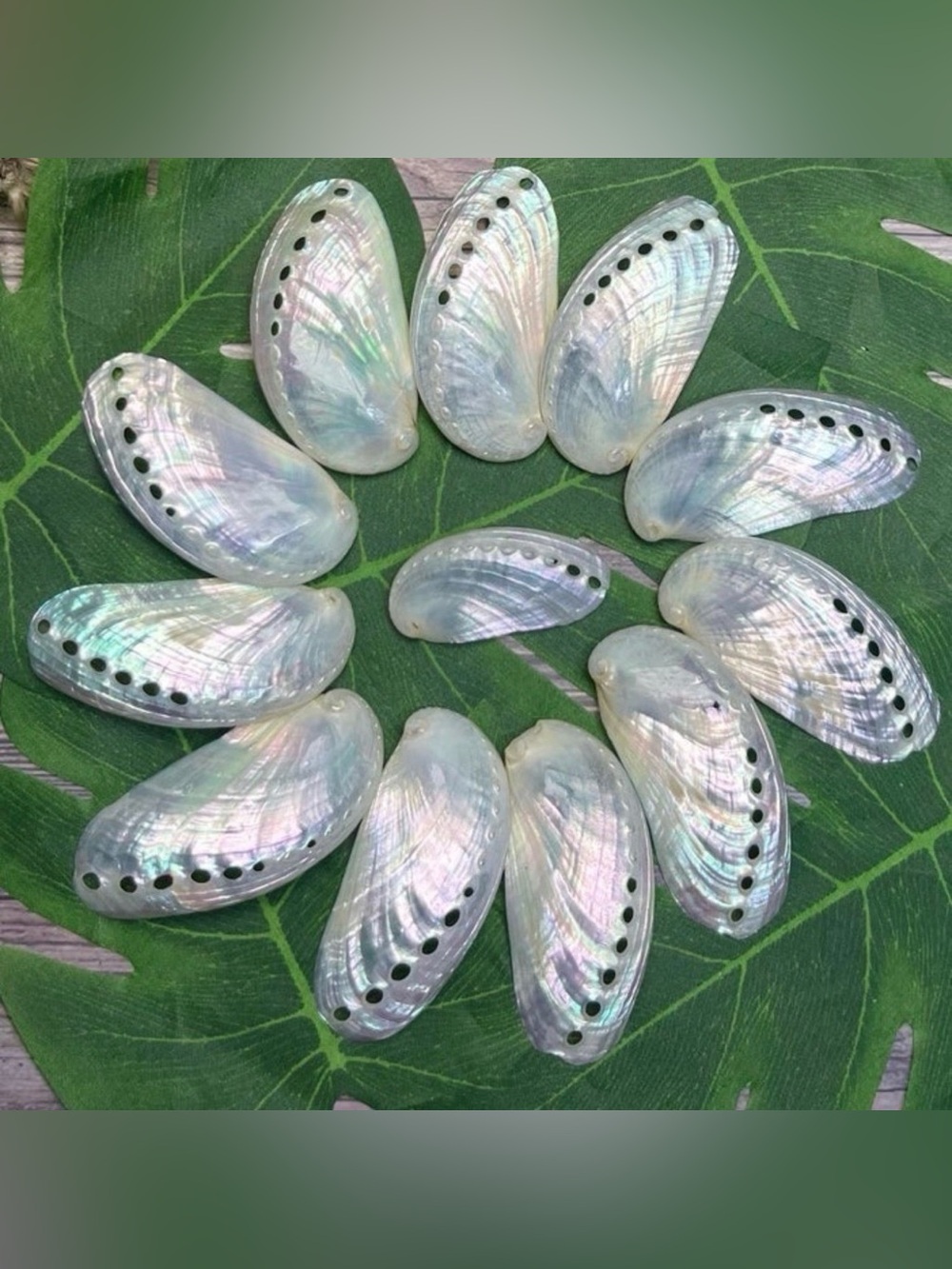 Pearlized Iridescent White Abalone Shell DIY Crafting Jewelry Making Ornaments